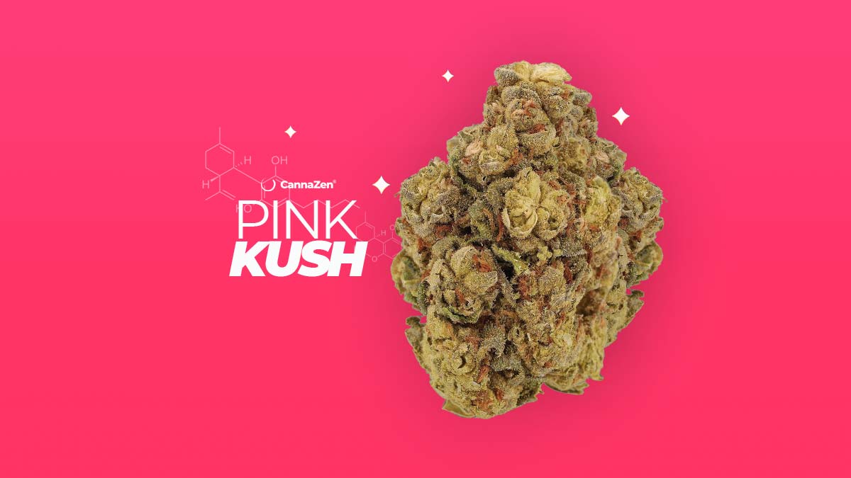 pink-kush-cannabis-sorte-cannazen-hersteller-wirkung-aroma-effekt-thc-cbd-terpene