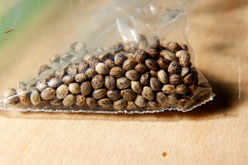 cannabis-anbau-samen-feminisierung-autoflower-paket-100-stuck