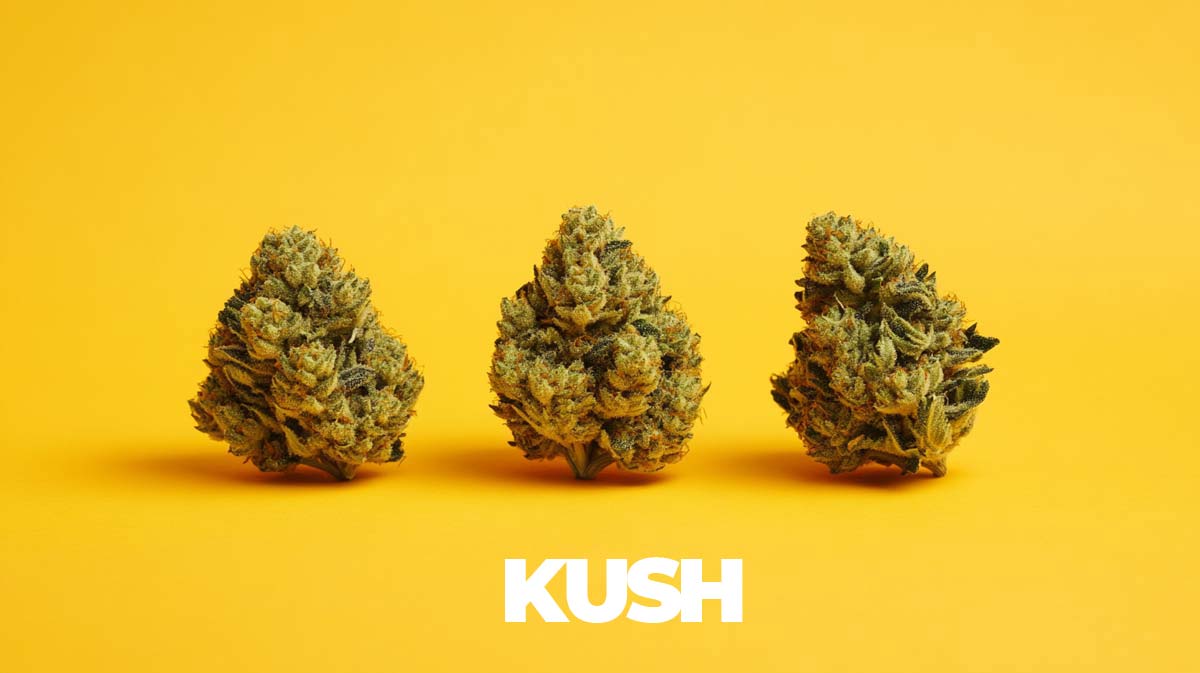 Odrůdy Kush: Top 16 kmenů - seznam, názvy, účinky a původ kush-sorten-topliste-namen-wirkung-story-infografik-3-strains-blueten