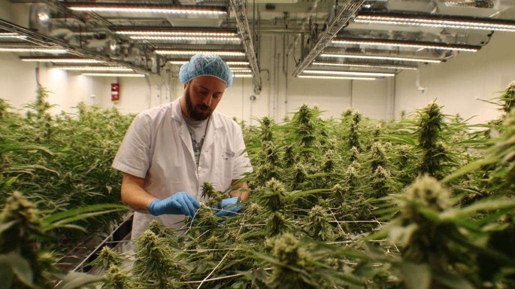 anbauverein-social-club-cannabis-weed-hanf-tour-youtube-berlin-raum-anbauraum-sicherheit-standards-interview-schneidet-blatter