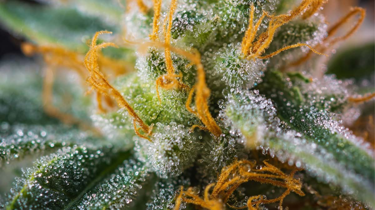 Terpeny a jejich možný vliv na nemoci: Léčebné konopí - studie terpene-cannabis-bluete-nahaufnahme-zoom-faden-tropfen-wissen
